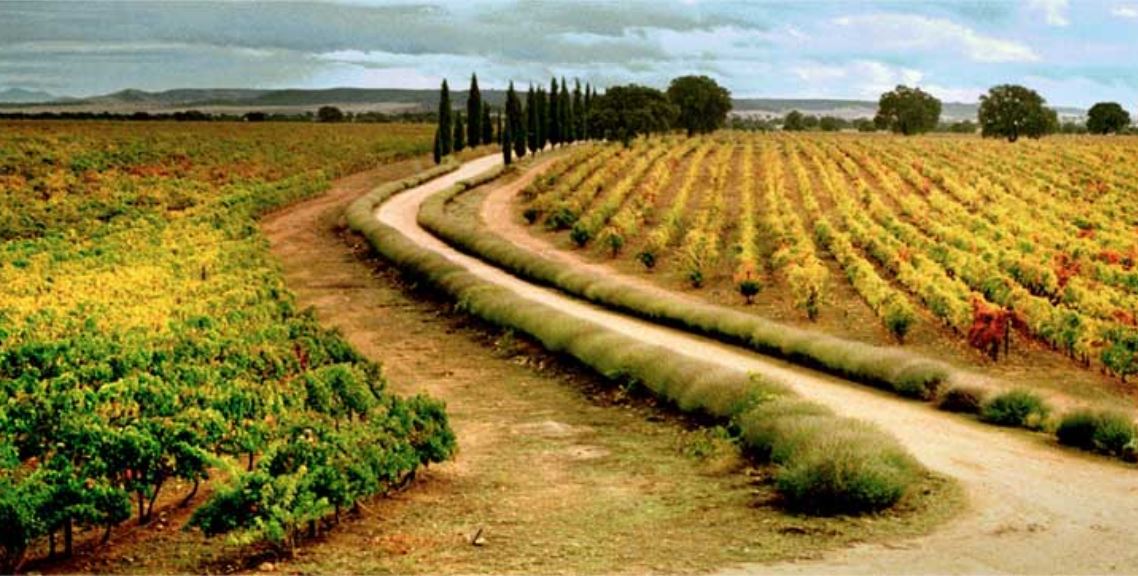 The world’s biggest vineyard – Spanish wine