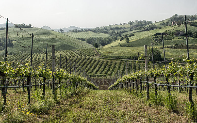 Rebfläche von Poderi Fiorini