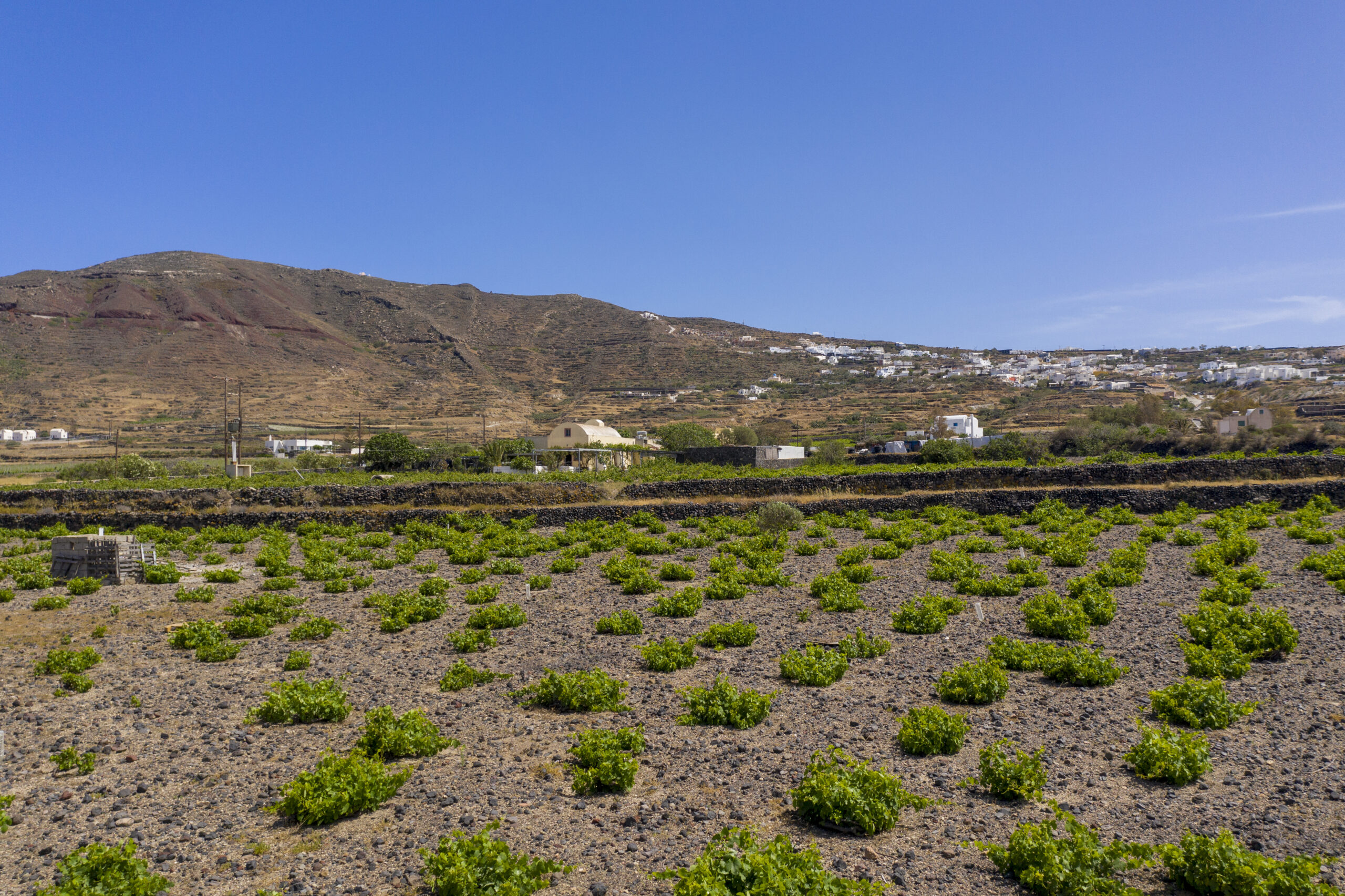 Weinfeld auf Santorini - basket-shaped-vines (Copyright Domaine Sigalas)